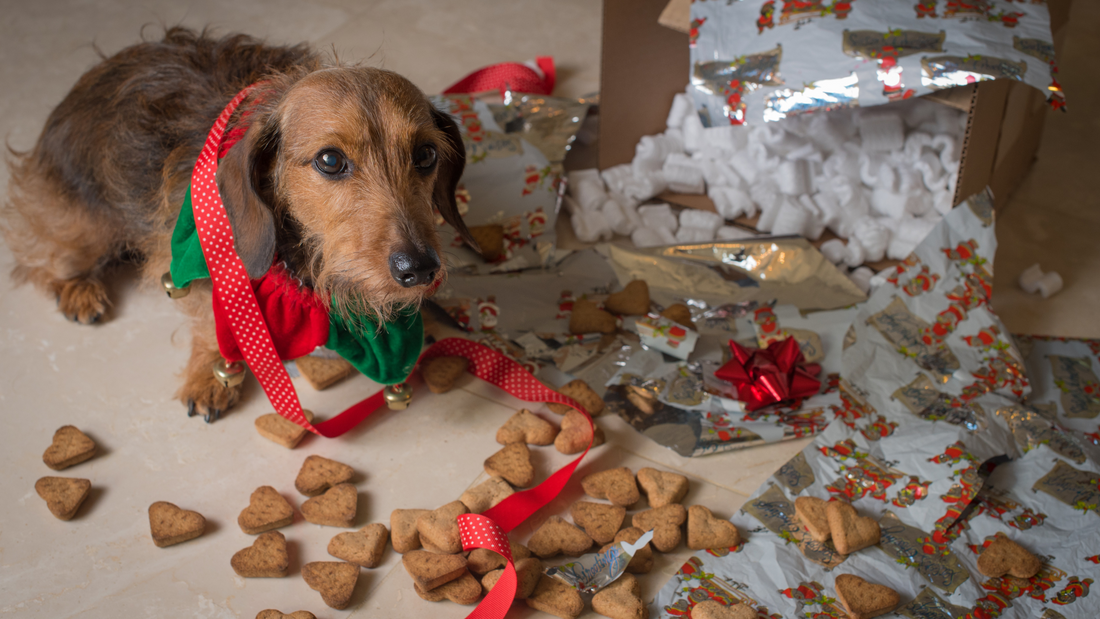 Why Dachshunds Need Extra Protection in Winter