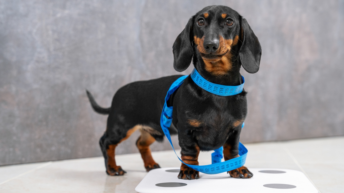 Measuring a dachshund’s back length from the base of the neck to the base of the tail