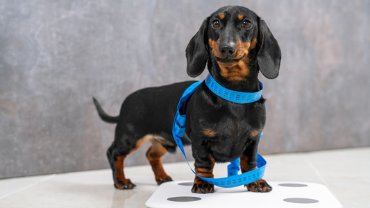 Measuring a dachshund’s back length from the base of the neck to the base of the tail