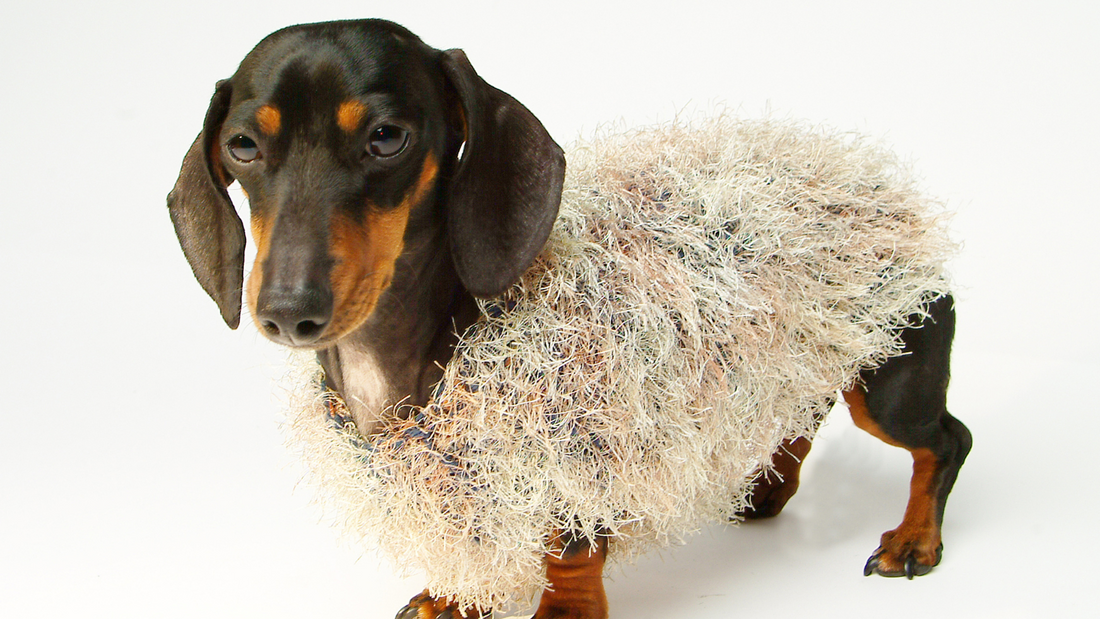 Dachshund wearing an ill-fitting, fluffy sweater looking unimpressed — highlighting why generic dog coats don’t suit dachshund body shapes.