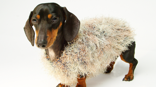 Dachshund wearing an ill-fitting, fluffy sweater looking unimpressed — highlighting why generic dog coats don’t suit dachshund body shapes.