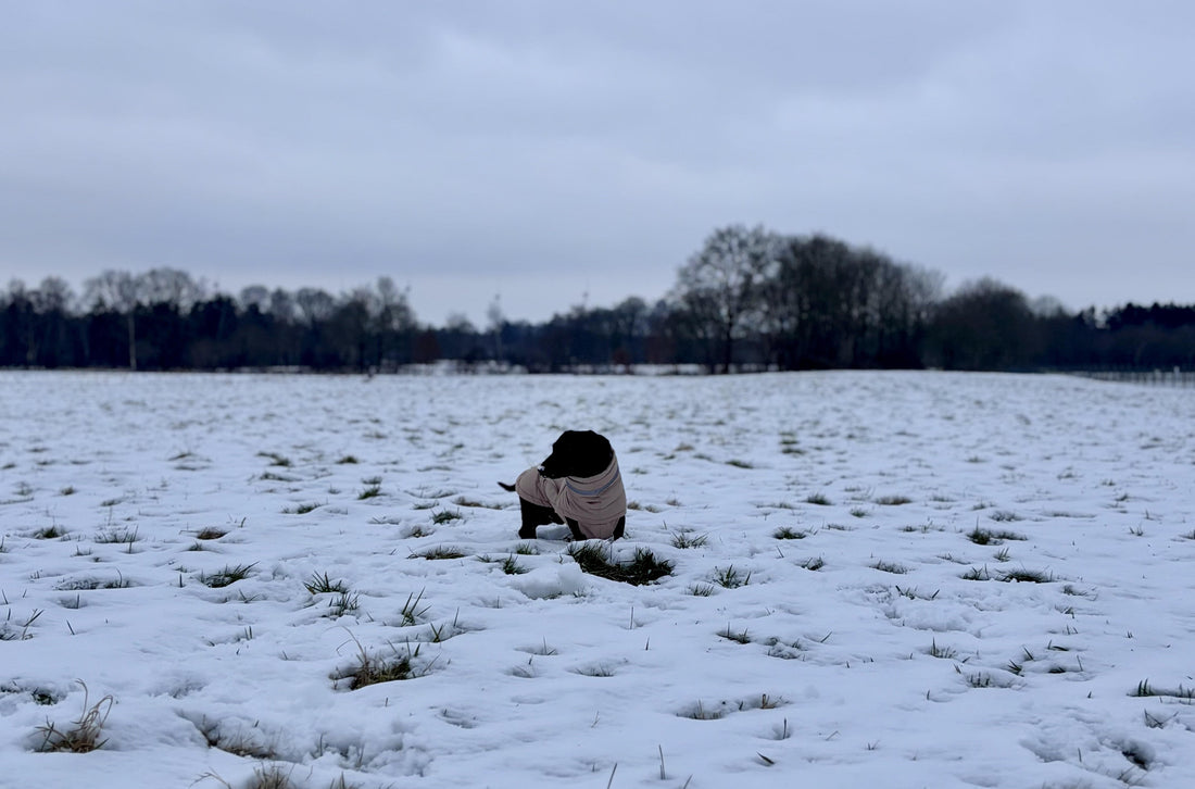 Living with a dachshund during a winter walk, showing long body and low stance