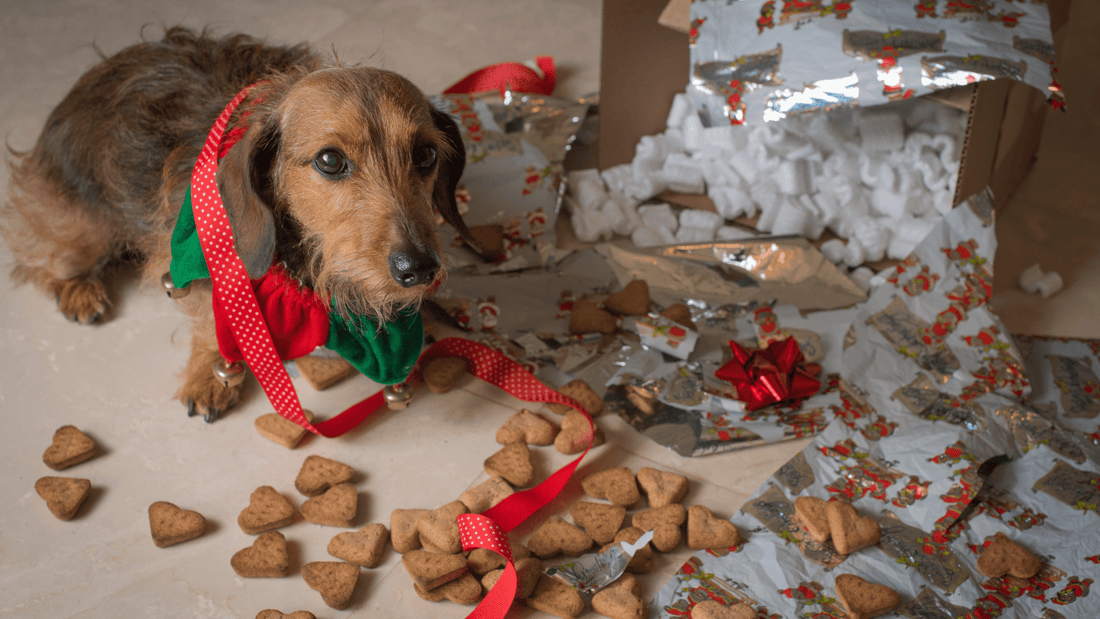 Dachshund wearing a warm jacket outdoors for dachshunds winter protection in cold weather