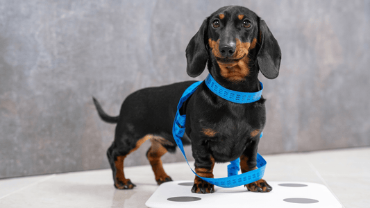 How to measure dachshund for a jacket by measuring back length from neck to tail