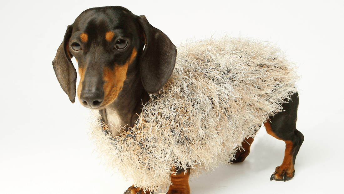 Dachshund wearing an ill-fitting jacket, showing why most dachshund jackets don’t suit long-backed breeds.