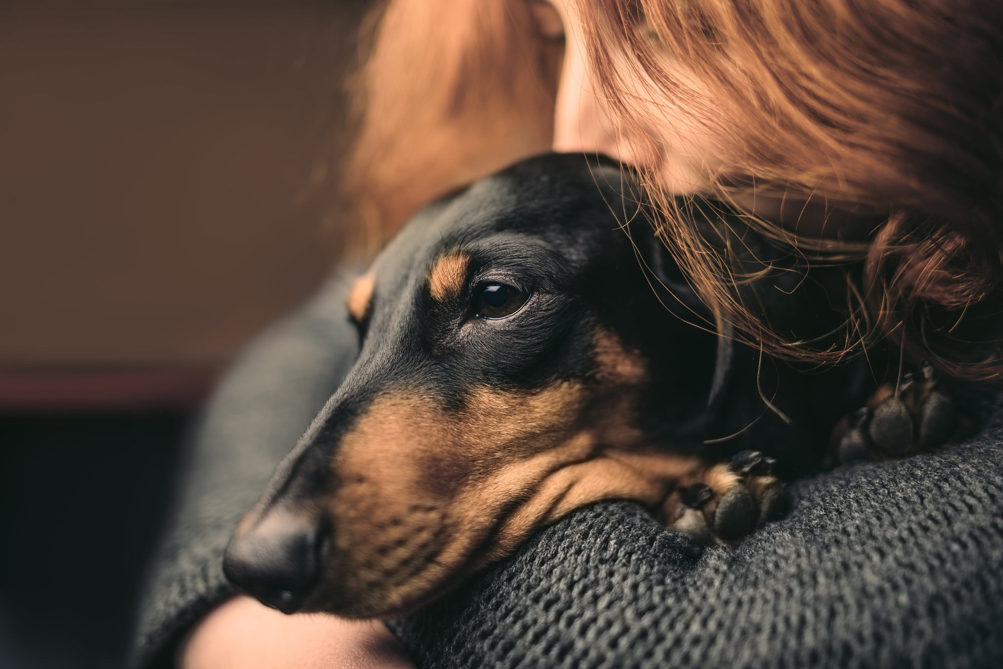 black dachshund with her owner