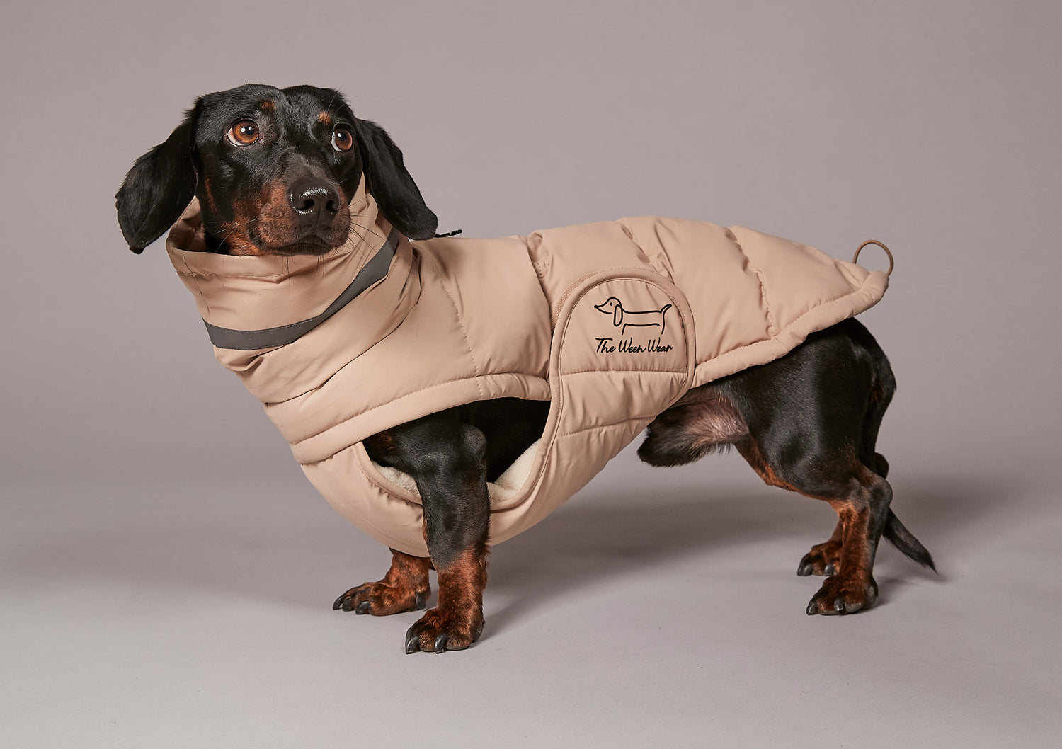 Dog wearing a beige puffer coat with a brand logo on a gray background