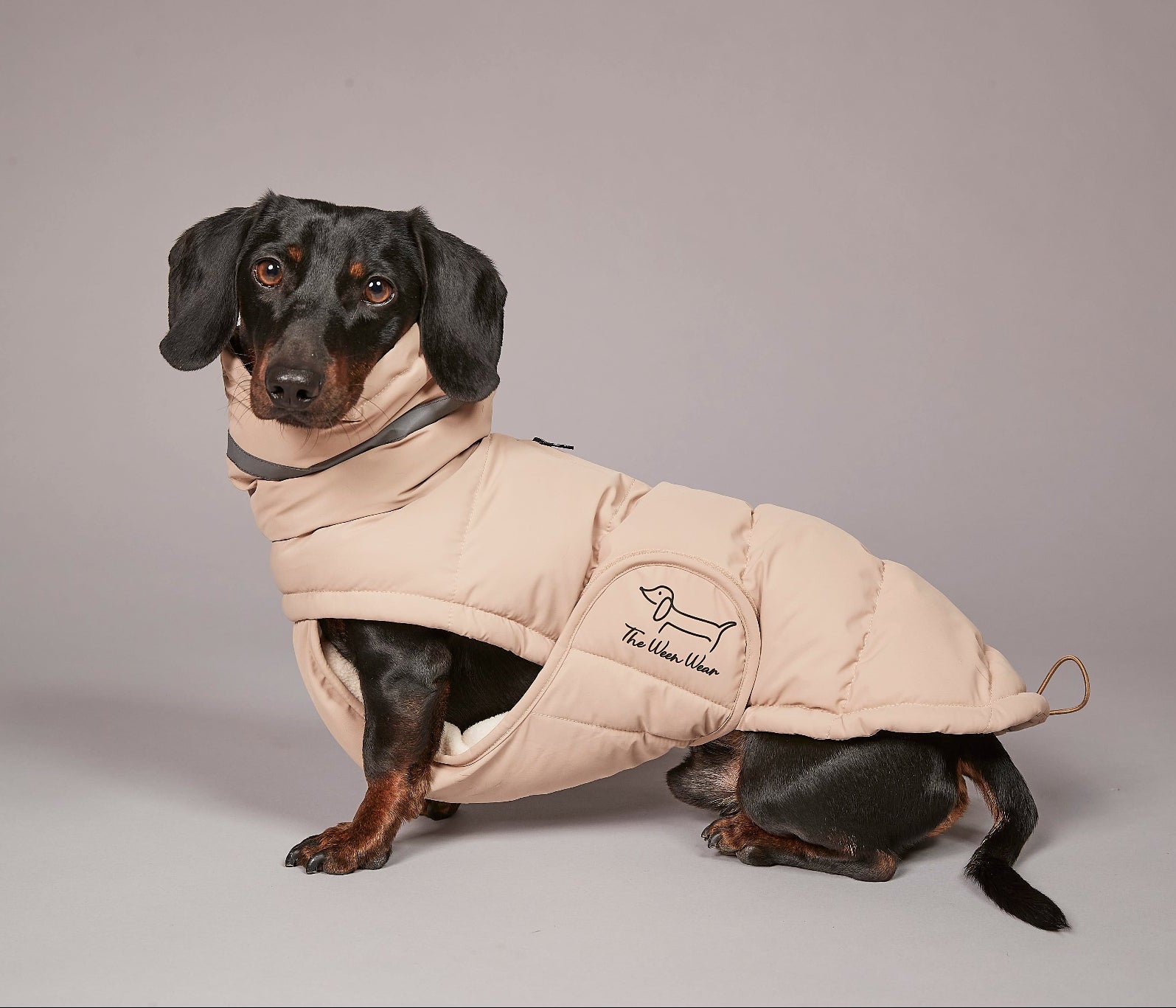 Dachshund wearing a beige puffer coat with a brand logo on a gray background