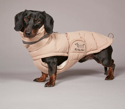 Dachshund wearing a beige quilted winter coat on a plain background